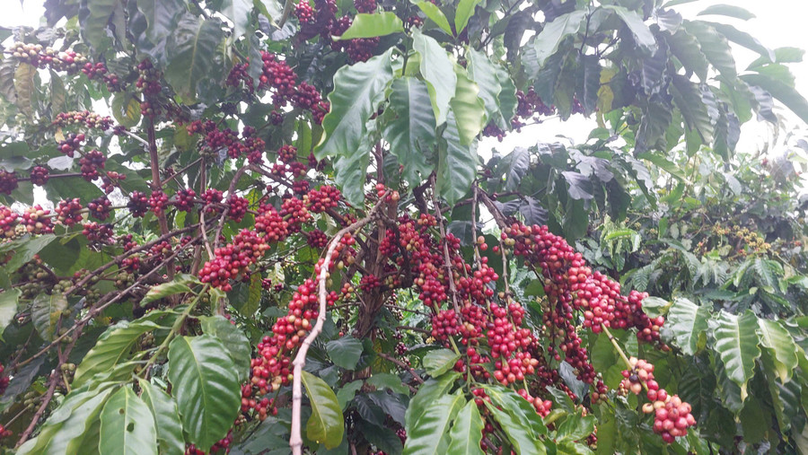 Vụ thu hoạch cà phê 2025 - 2026: Thấp thỏm vì thời tiết bất lợi và khan hiếm nhân công