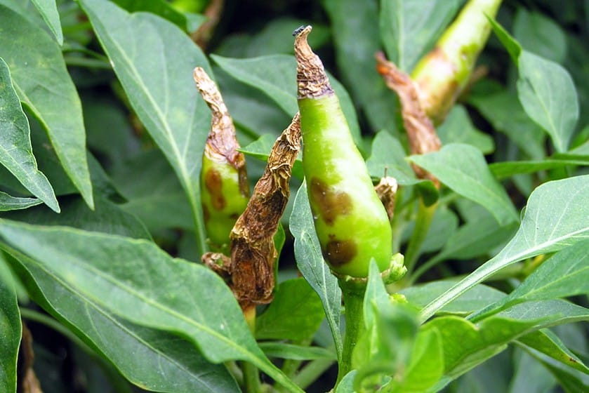 Nhận Diện và Phòng Trị Hiệu Quả Bệnh Sương Mai & Thán Thư Trên Cây Ớt